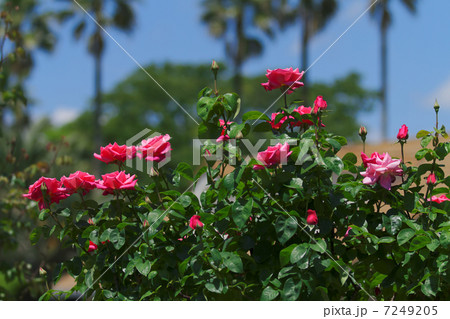 谷津バラ園の鮮やかな赤色のバラの花・マリアカラスと新緑 7249205