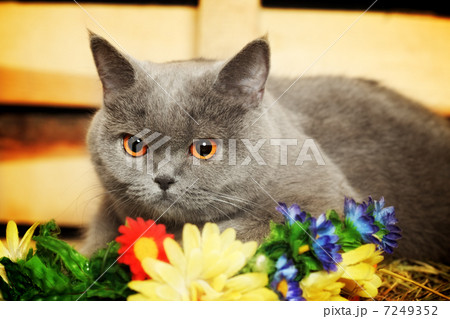 British Shorthair Cat 7249352