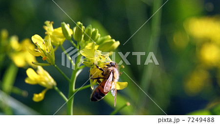 アブラナとミツバチ アブラナとミツバチ 7249488