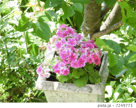 プリムオブコニカ 7249773