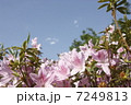 つつじと青空 7249813