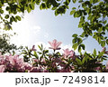 つつじと新緑 7249814