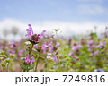 春の野の花 7249816