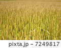 麦畑 7249817