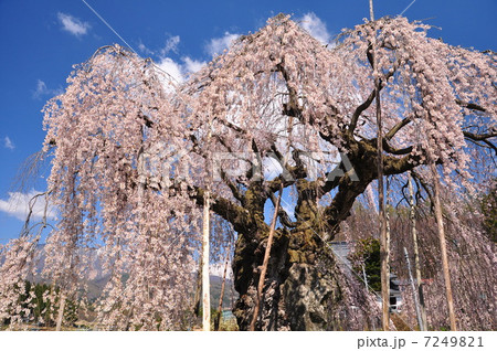 袖之山の枝垂れ桜 袖之山の枝垂れ桜 7249821
