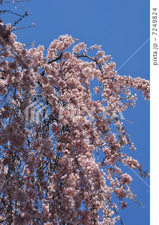 花のシャワー 7249824