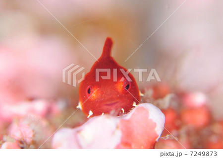 ダンゴウオ２ 7249873