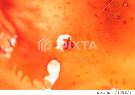 ダンゴウオ３ 7249875