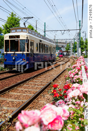 熊野前を行き来する都電荒川線の路面電車と線路沿いのバラの花 熊野前を行き来する都電荒川線の路面電車と線路沿いのバラの花 7249876