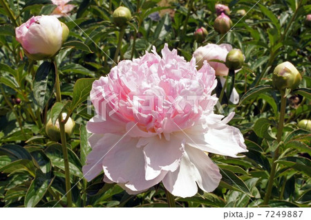 しゃくやくの花・ラズベリーサンダー しゃくやくの花・ラズベリーサンダー 7249887