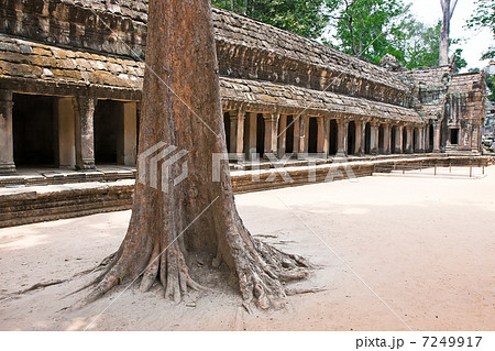 Ta Prohm Temple, Angkor Wat, Cambodia 7249917