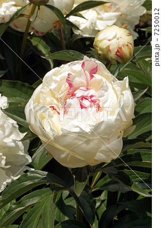 しゃくやくの花・氷点(ひょうてん) 7250012