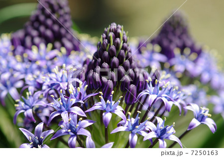 シラー ぺルビアナ Scilla Peruviana 花 Flower 紫色の花 春の花の写真素材