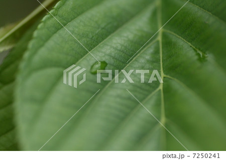 新緑の葉 新緑の葉 7250241