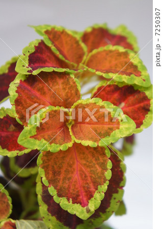 コリウス コリウス 7250307