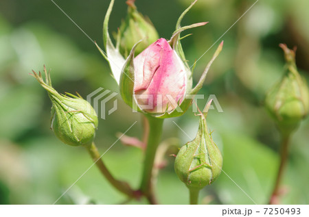 バラ 薔薇 ばら つぼみ 蕾 ローズ Rose 綺麗な花 癒し ピンク 美容 アップの写真素材