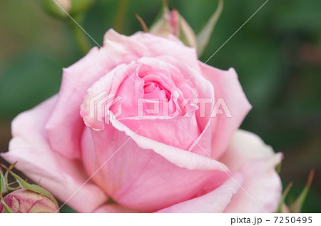 バラ 薔薇 ばら ローズ 綺麗な花 Rose 癒し ピンク 美容 アップの写真素材