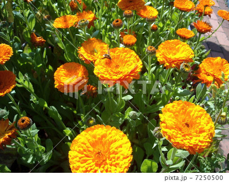マリーゴールド マリーゴールド 7250500