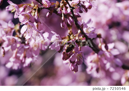 春の喜び 春の喜び 7250546