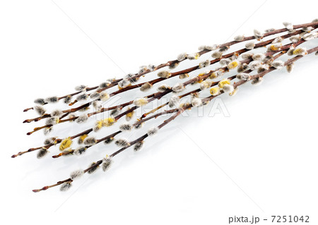 Branches of the pussy willow with flowering bud.Isolated. 7251042