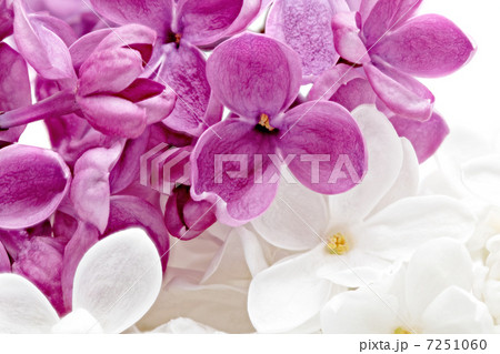 Beautiful Bunch of violet and white Lilac Beautiful Bunch of violet and white Lilac 7251060