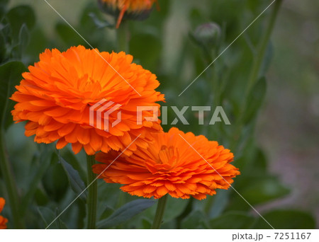 キンセンカ 7251167