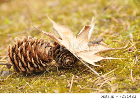 まつぼっくり 7251432