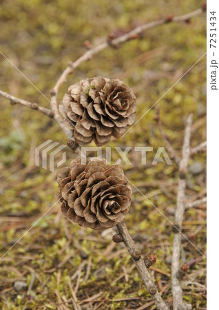 まつぼっくり 7251434