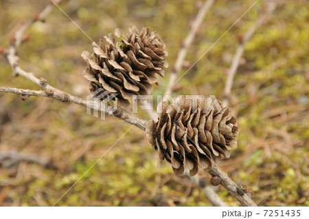 まつぼっくり 7251435