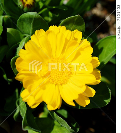 クリサンセマム・ムルチコーレ　花言葉：親しみ　Chrysanthemum multicaule 7251452