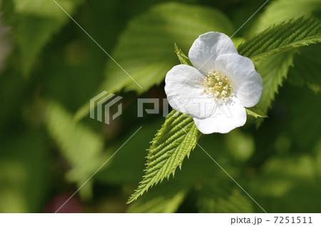 シロヤマブキ(白山吹) シロヤマブキ(白山吹) 7251511