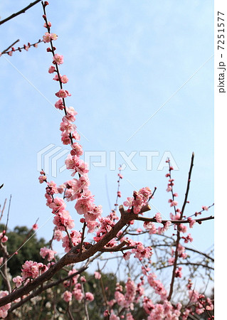 梅の花 7251577