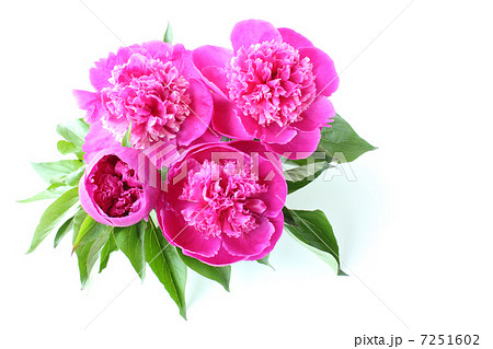 ピンクの芍薬のアレンジ(左側) ピンクの芍薬のアレンジ(左側) 7251602