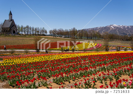 牧歌の里のチューリップ 牧歌の里のチューリップ 7251633