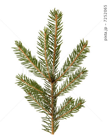 spruce twigs 7252065