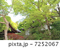 さわやかな緑 7252067