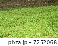 苔 7252068