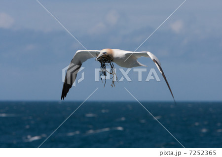 Northern Gannet (Morus bassanus) Northern Gannet (Morus bassanus) 7252365