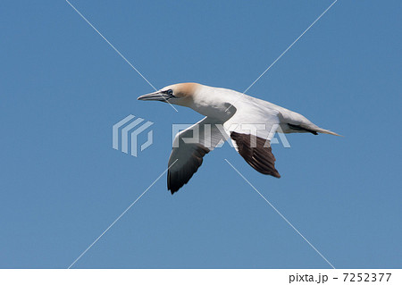 Northern Gannet (Morus bassanus) Northern Gannet (Morus bassanus) 7252377
