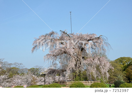 円山公園の枝垂れ桜 円山公園の枝垂れ桜 7252397