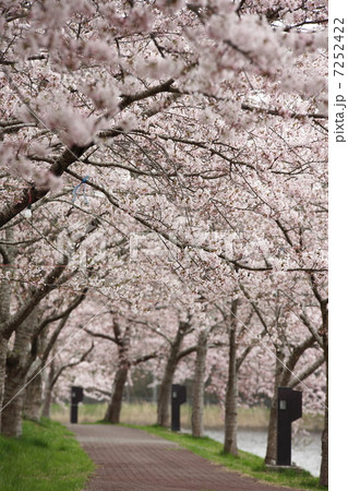 平筒沼の桜 平筒沼の桜 7252422