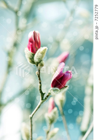 beautiful magnolia blossoming over blurred background 7252779