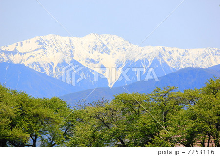 千人塚公園から望む赤石岳　桜の新緑と 7253116