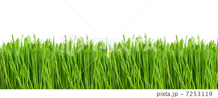 green grass with water drops on white 7253119
