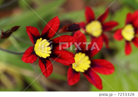 スパラキシス 7253326