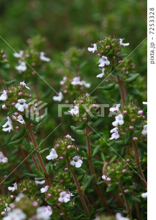 コモンタイムの花 7253328