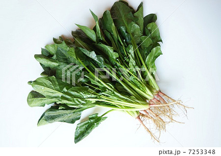 京ほうれん草 7253348