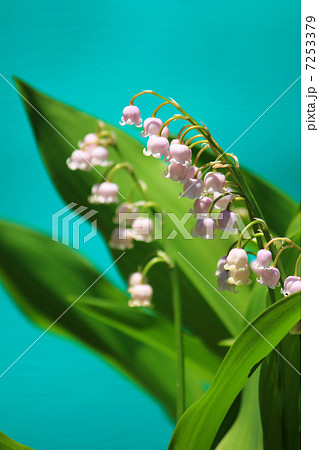 ピンクのスズラン　 7253379