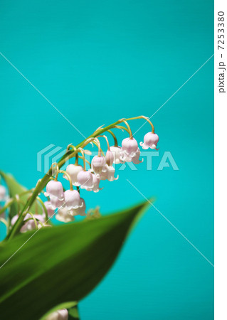 ピンクのスズラン　 7253380