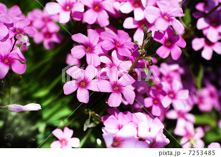 芋カタバミ 芋カタバミ 7253485